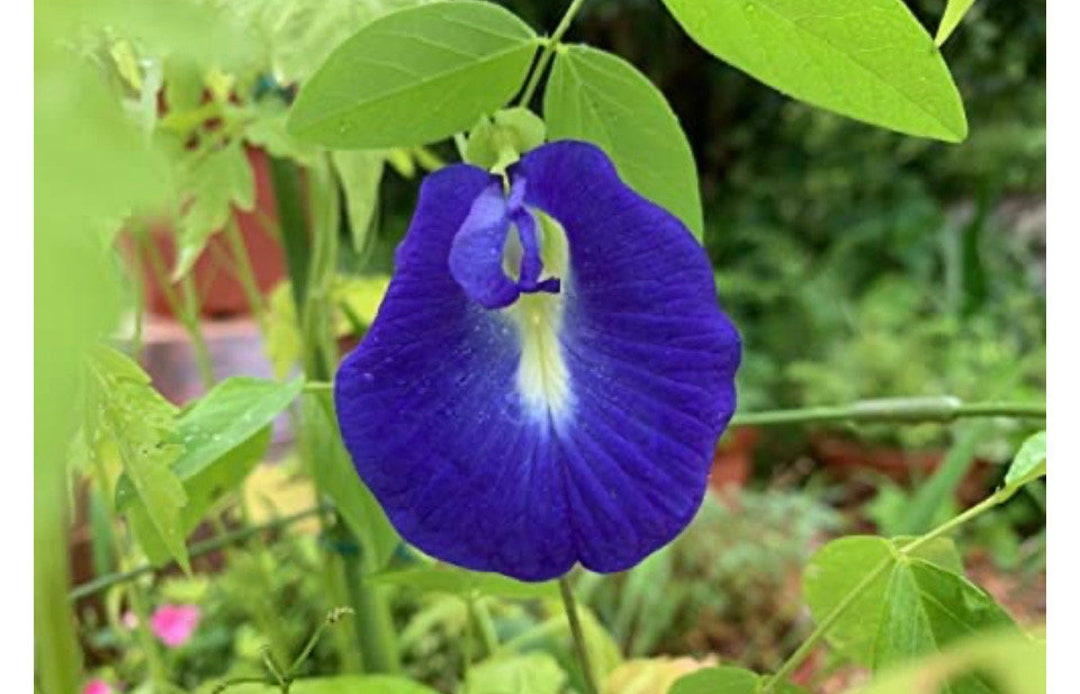 Blue Butterfly Pea Seeds Etsy