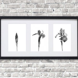 Bloom • Impresión artística • Dibujo de iris en puntillismo, tríptico, puntillismo, ilustración realista, plantas, dibujo de plantas, ilustración floral