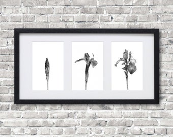 Bloom • Art print • Iris dotwork drawing, triptych, stippling, realistic illustration, plants, plant drawing, floral illustration
