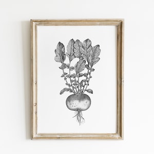 Turnip • Fine Art Print • Illustration, dotwork, black and white, hand drawn, botanical turnip illustration for the kitchen