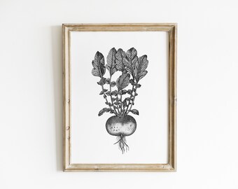 Turnip Art Print • Black and White Dotwork Botanical Vegetable Kitchen Illustration