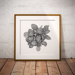 Fittonia • Impression d'art • Succulent, dotwork, illustration, dessin noir et blanc, plante, botanique, fleur, floral,