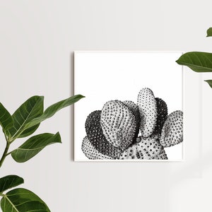 Opuntia Microdasys • Kunstdruck • Kaktus und Sukkulente schwarz weiß dotwork Illustration, elegante Zeichnung, grafische Wanddekoration