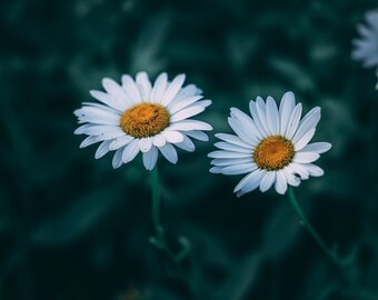 Daisy Summer Flower - Moody