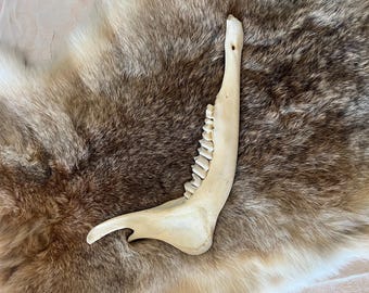 Deer Jaw Bone