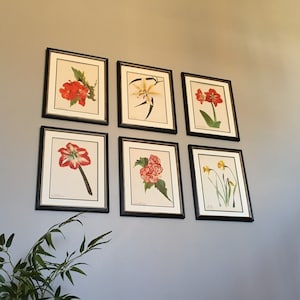 Framed Vintage Botanical Prints, Set of 6, Original 1946 Paris Botanical Set, Flower Art- Authentic