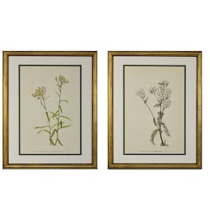 Vintage Botanical Print Set of 2, Framed Original Wild Flower Botanical Set, Flower Wall Art-Authentic Mid-Century Vintage Prints