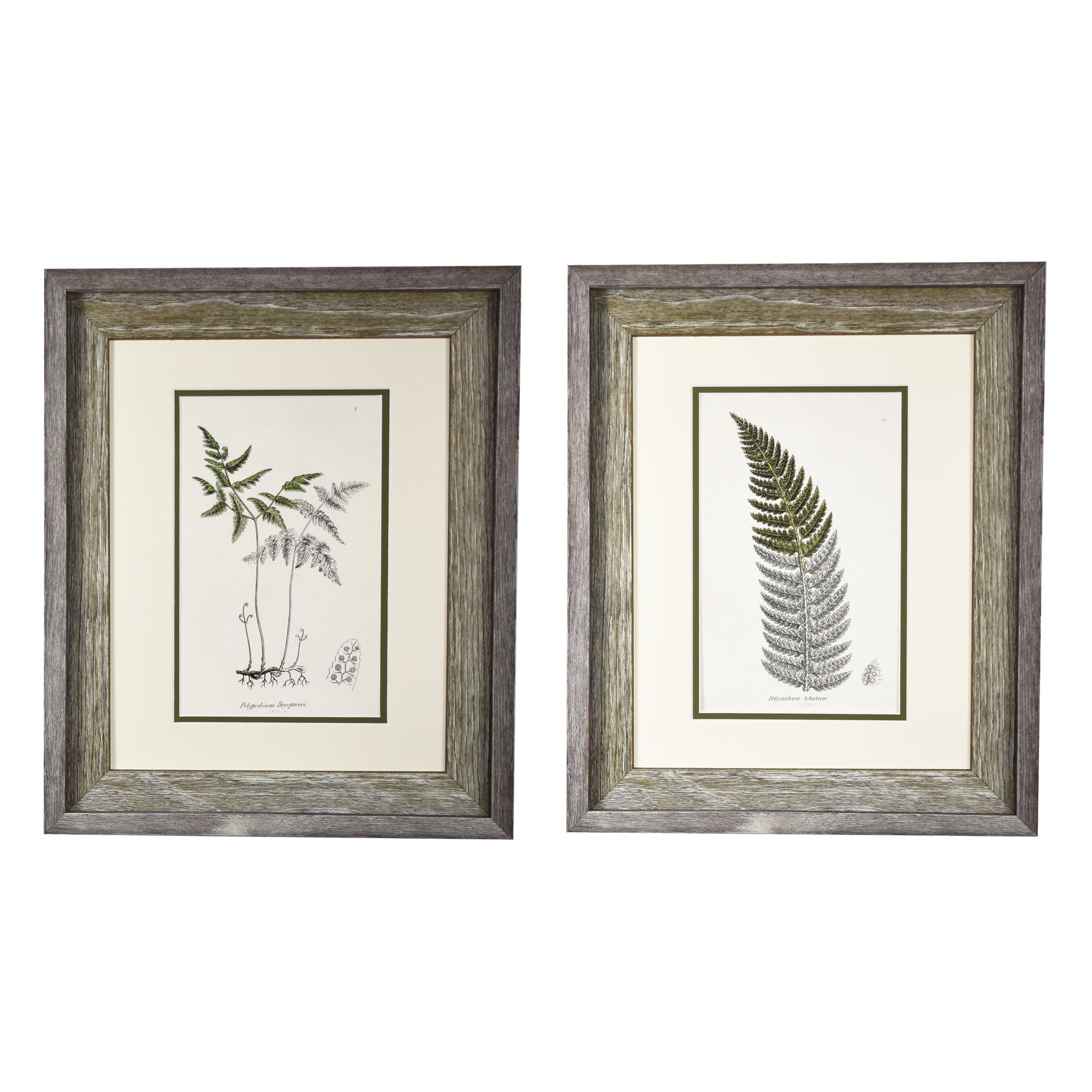 Vintage Style Botanical Prints Framed Fern Prints Set of 2 Etsy