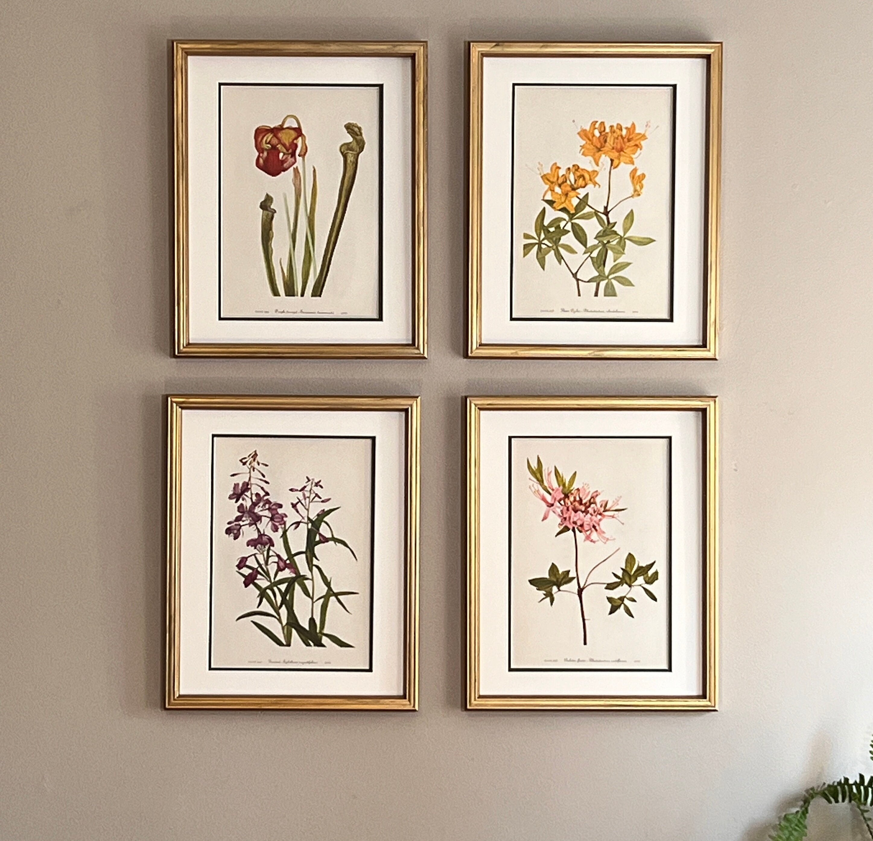 Vintage Botanical Prints, Set of 4, Framed Original Wild Flower Prints ...