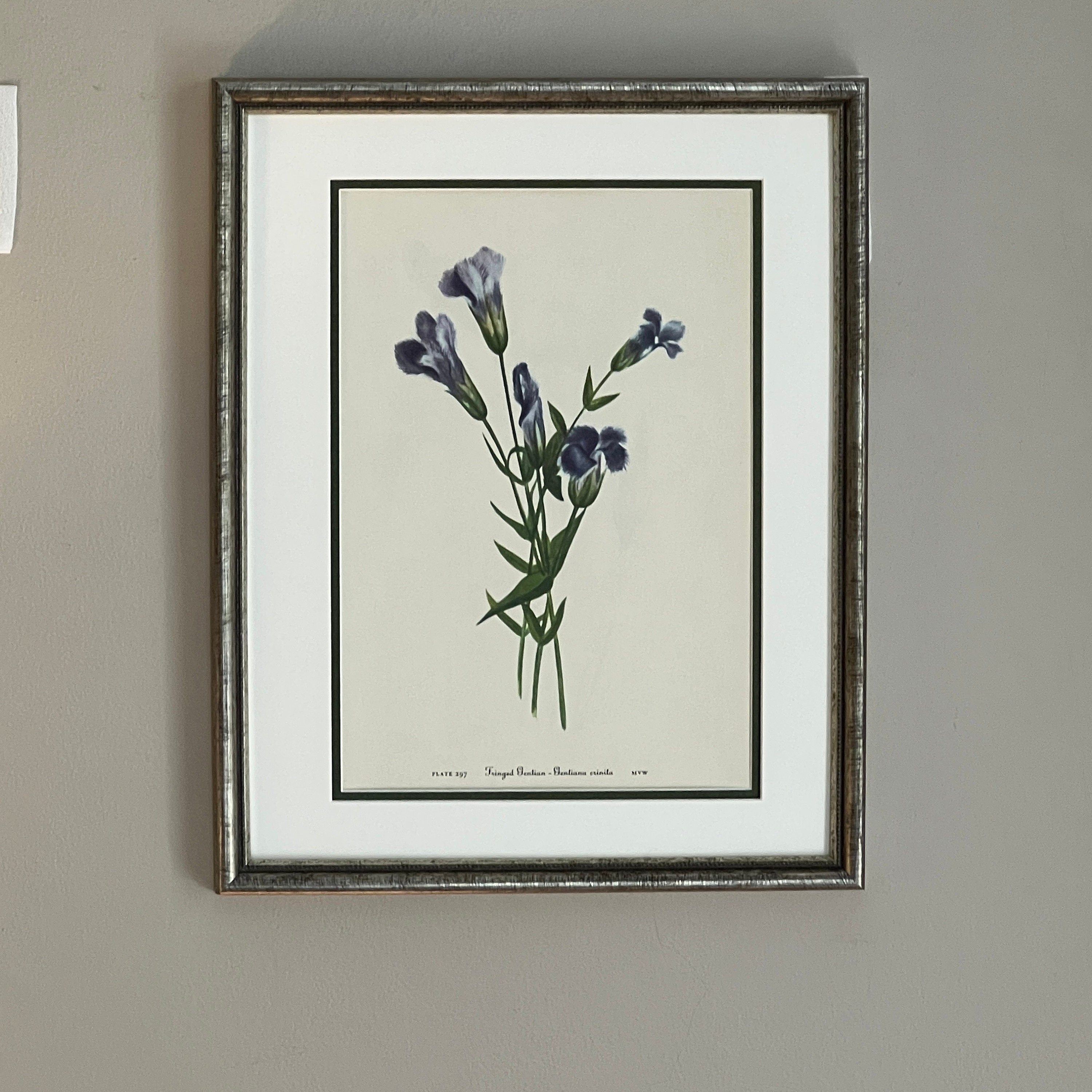 flower_ヴィンテージ Vintage Botanical Prints, Set of 8 , Silver Framed Botanical