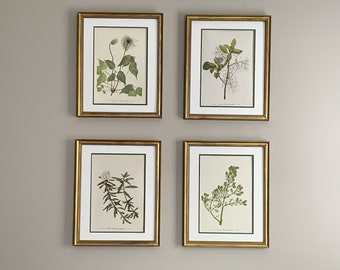 Gold Framed Botanical Prints, Set of 4, Vintage Original Wild Flower Prints, Living Room Art-Authentic 1963 Print
