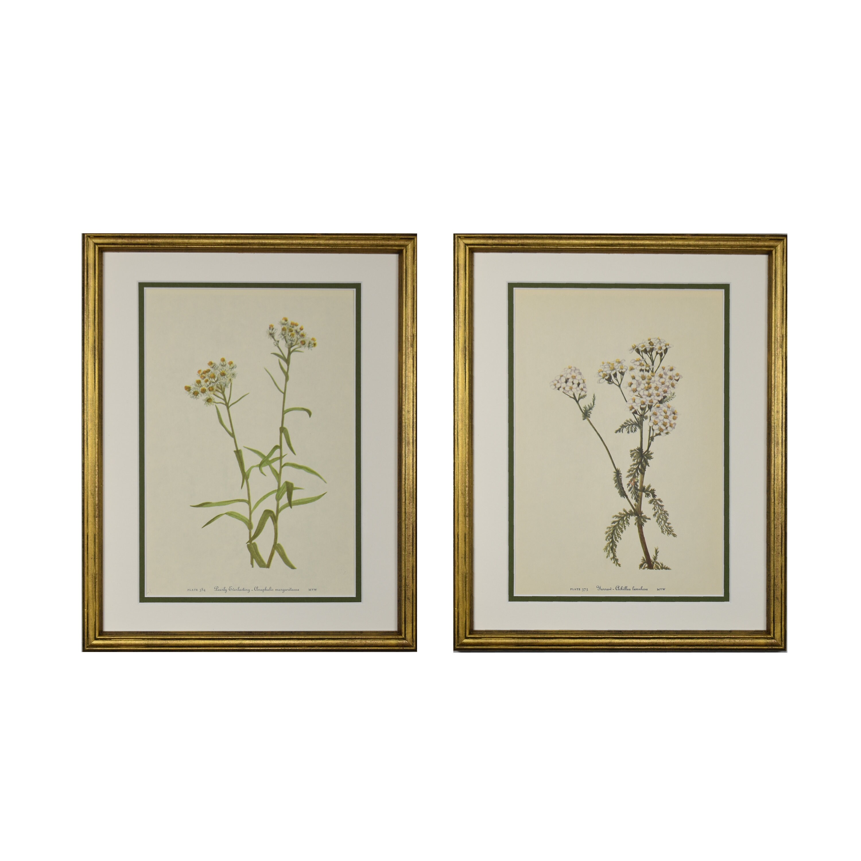 Vintage Botanical Print Set of 2, Framed Original Wild Flower Botanical ...