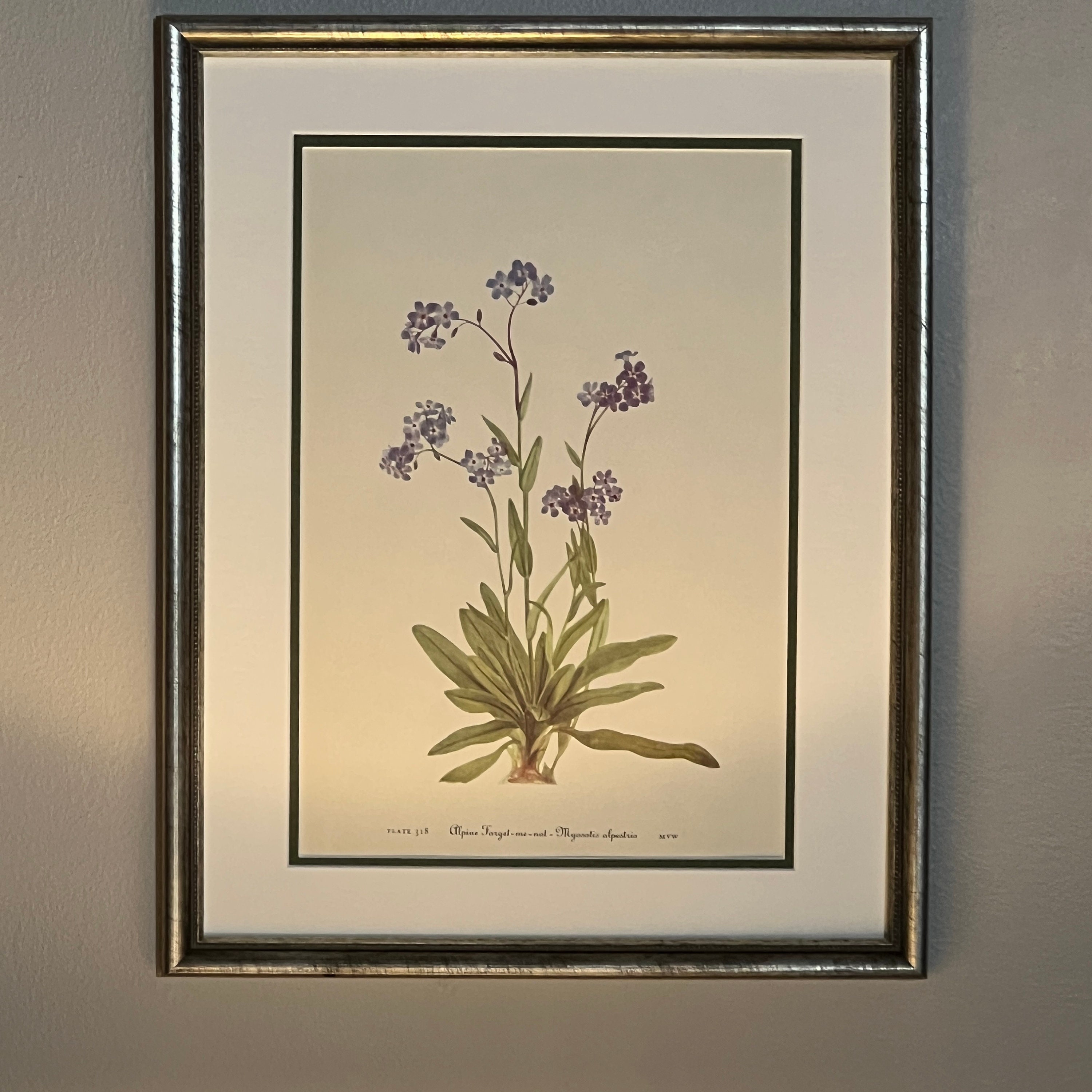Vintage Botanical Prints, Set of 8 , Silver Framed Botanical