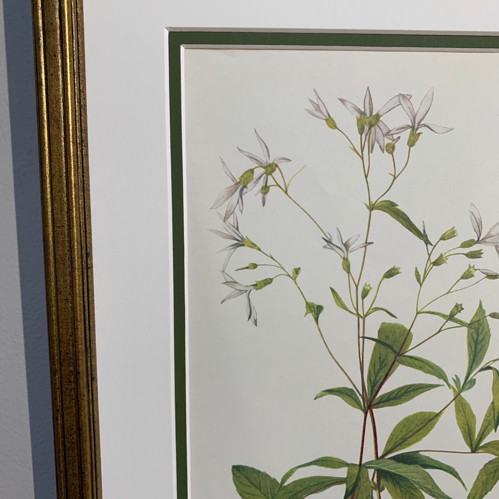 Vintage Botanical Prints Set of 2 Framed Original 1953 Wild | Etsy