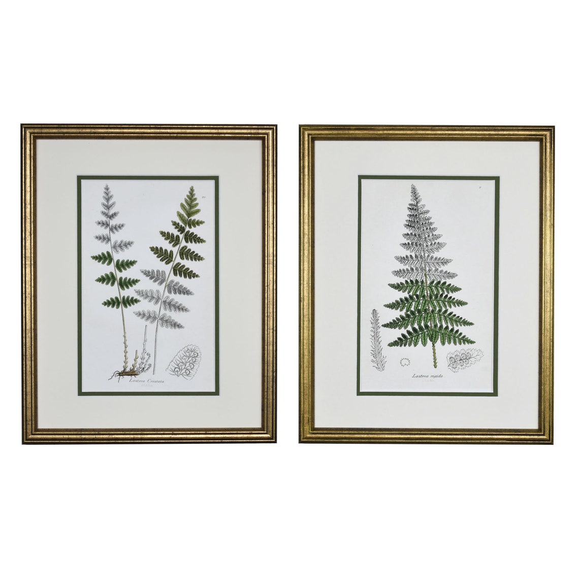 Vintage Botanical Prints, Framed Set of 2 Fern Prints, Framed Wall Art ...