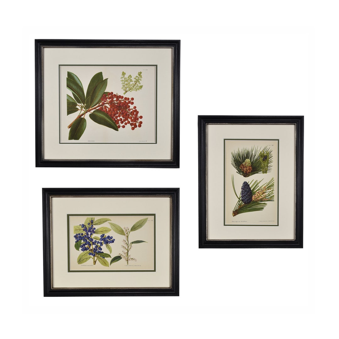 Vintage Botanical Prints, Framed Set of 3, Christmas Decor, Original