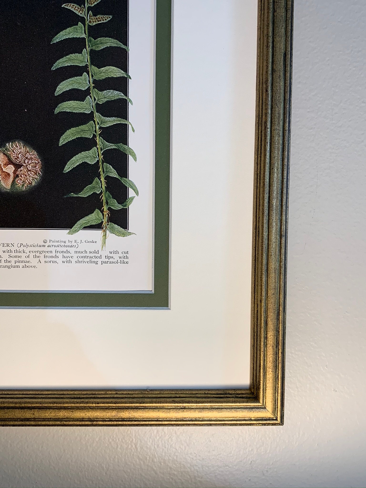 Vintage Botanical Prints Framed Fern Prints set of 2 | Etsy
