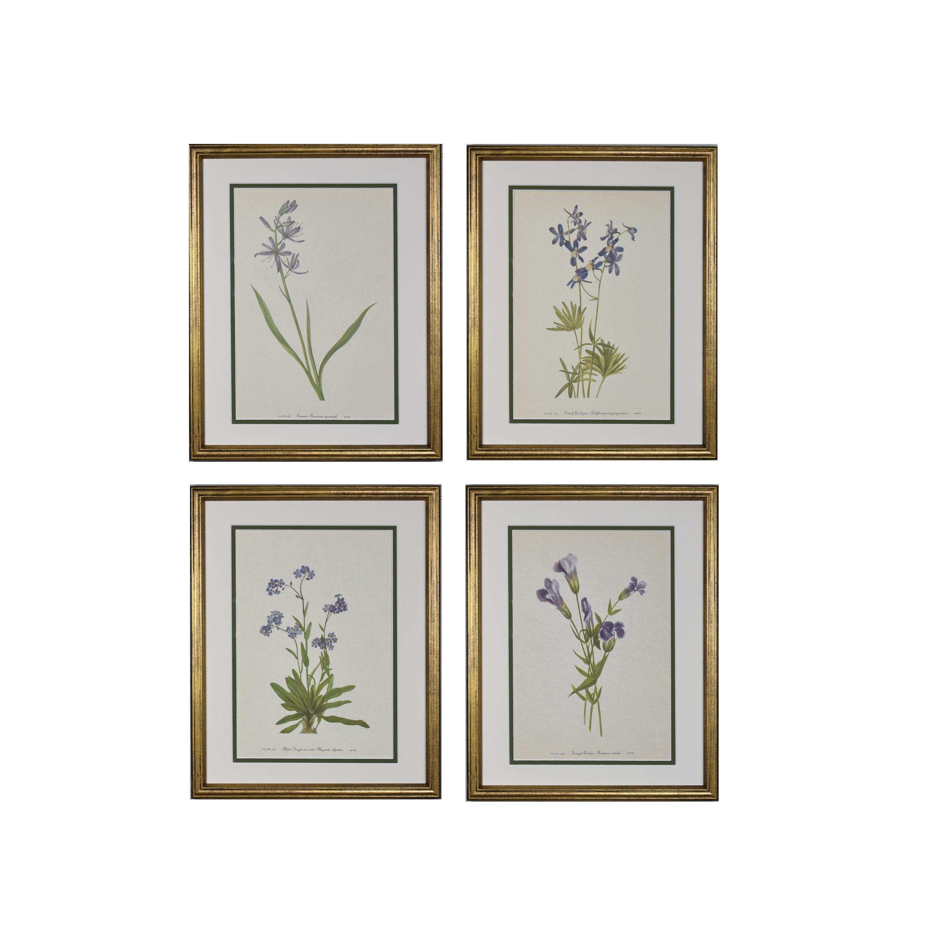 Framed Vintage Botanical Prints Set of 6, Original Blue Wild Flower ...