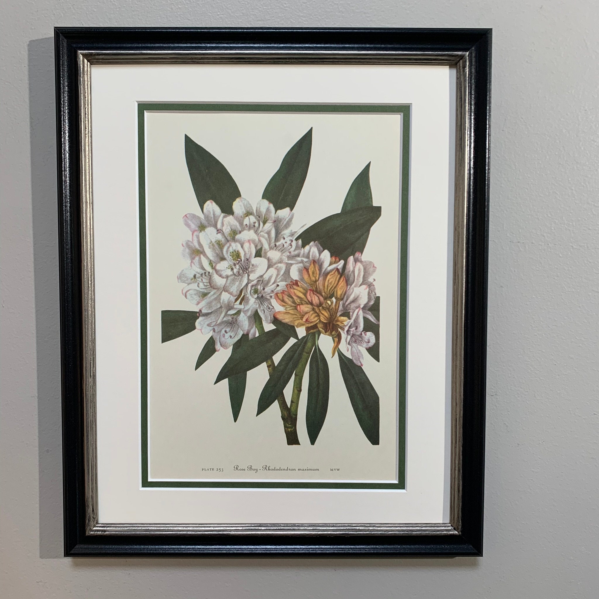 Framed Vintage Botanical Prints Set of 2 southern Magnolia - Etsy