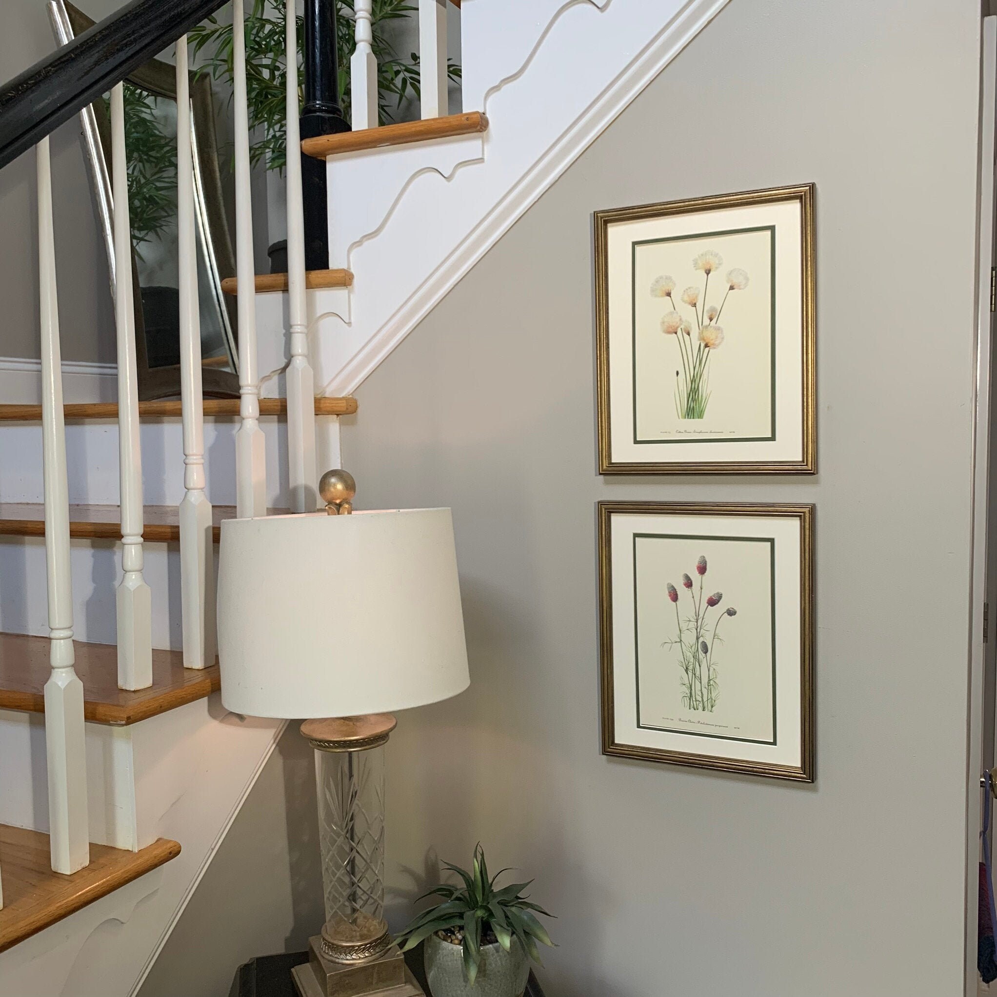 Vintage Botanical Prints Set of 2 Framed Original 1953 Wild | Etsy