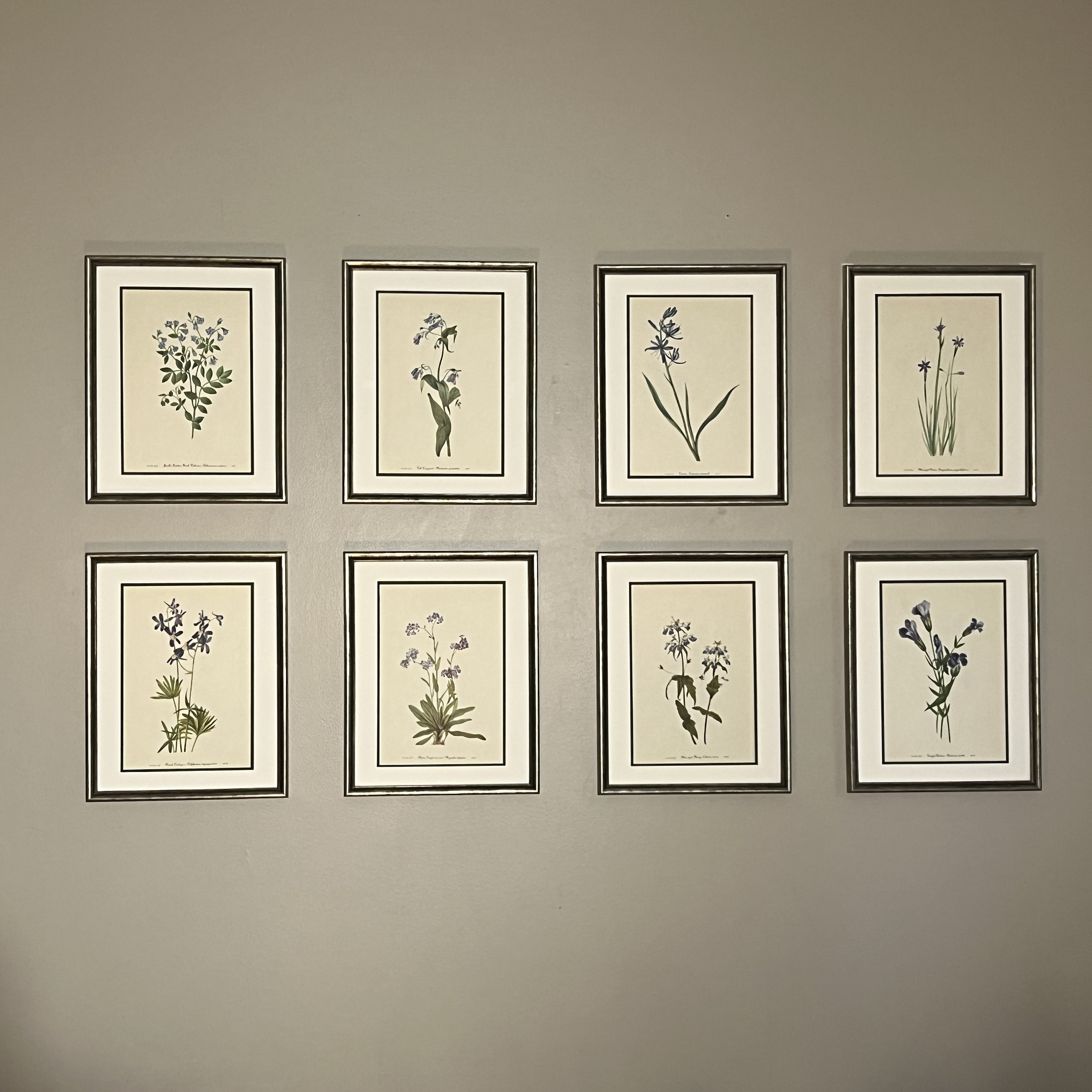 Vintage Botanical Prints, Set of 8 , Silver Framed Botanical