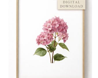 Pink Hydrangea Botanical Print, Vintage Floral Wall Art (Digital Download)