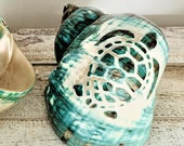 Large Turbo Shell (3.5 quot - 4.5 quot ) Turtle Carved Green Turbo Shell - Nautical Decor - Craft Shell, Seashell Gift - Hermit Crab Shell