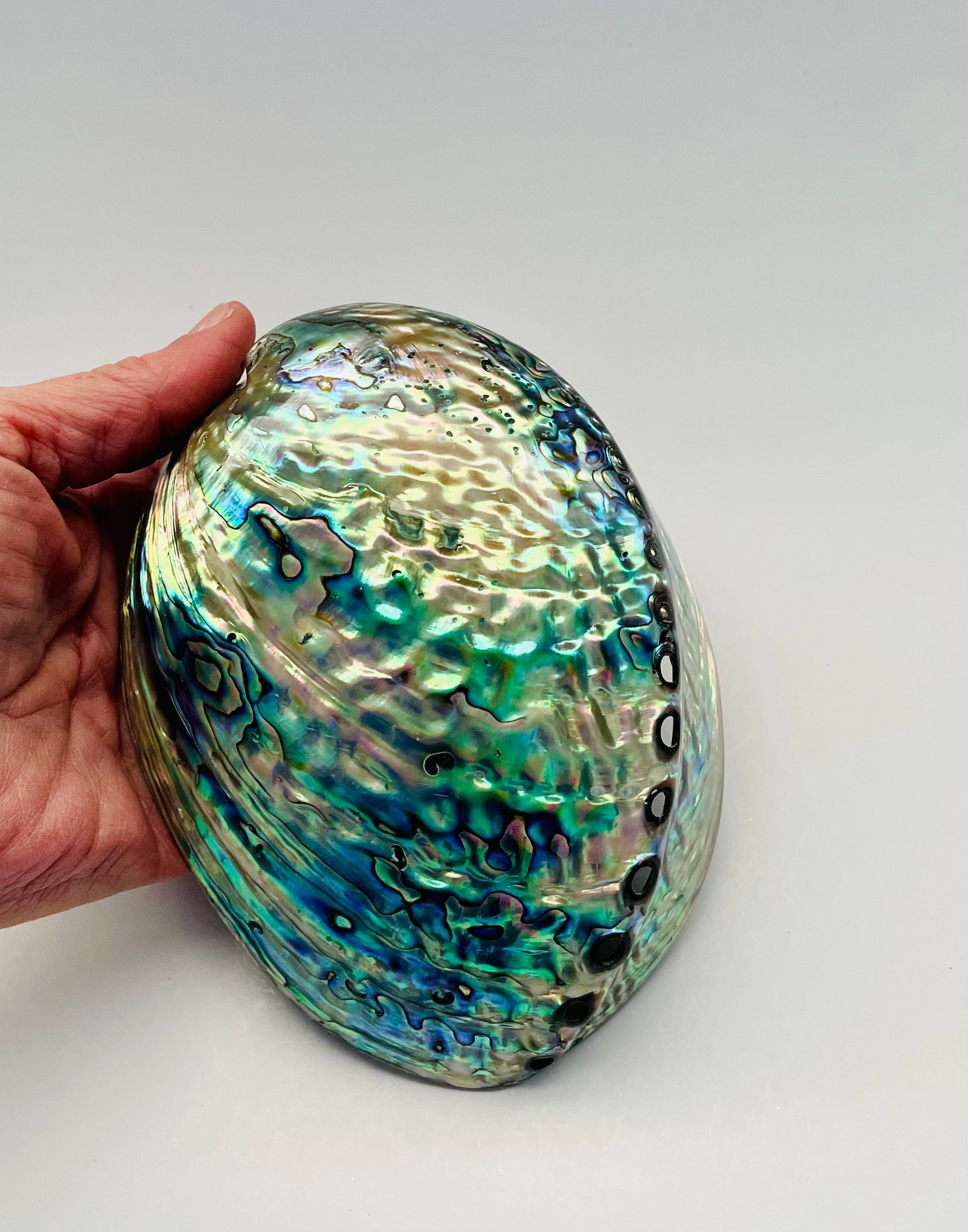 Large Rainbow Abalone Shell Polished Abalone Shell Etsy