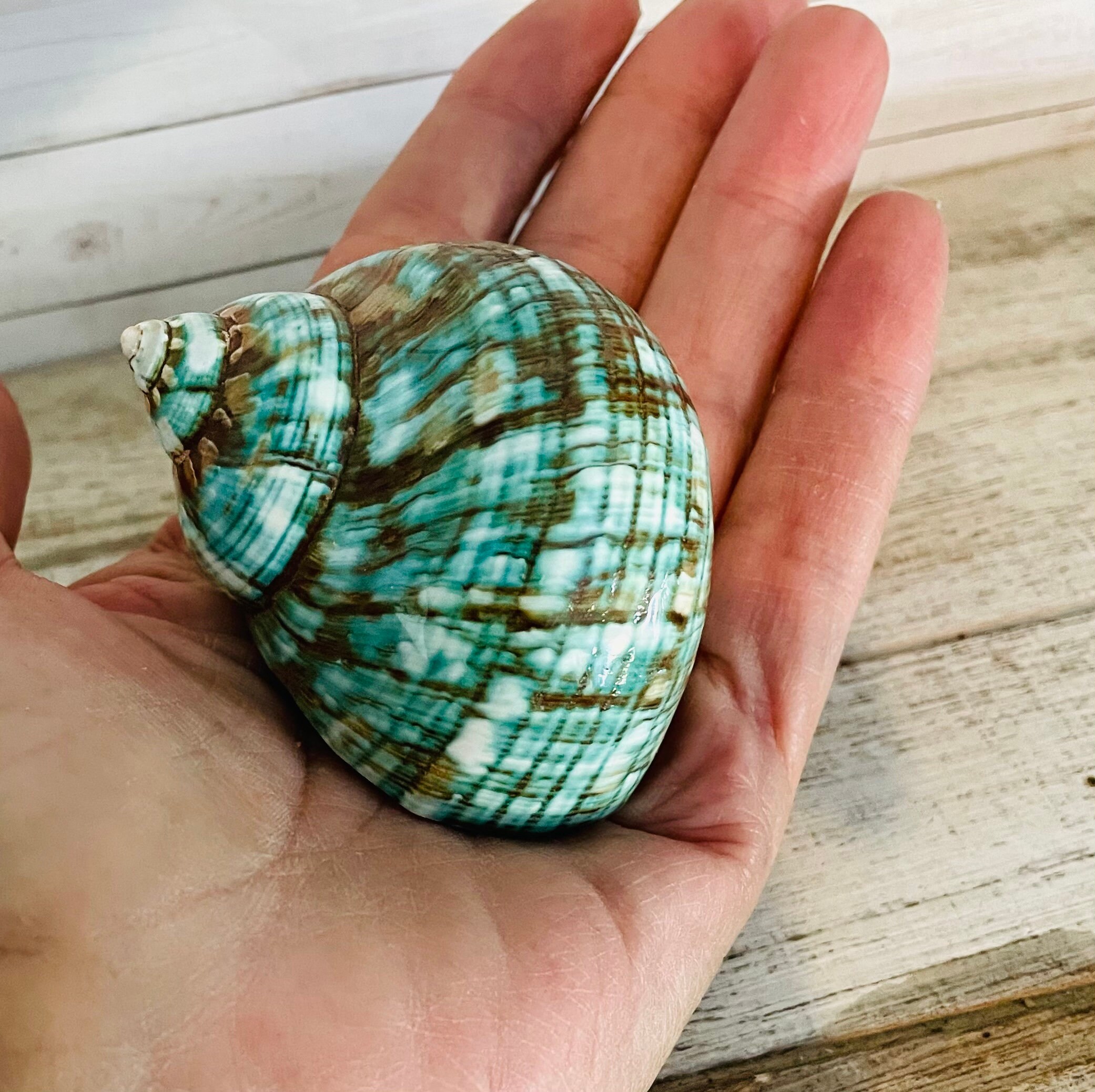 Green Turbo Shell - Hermit Crab Shell - Beach Decor