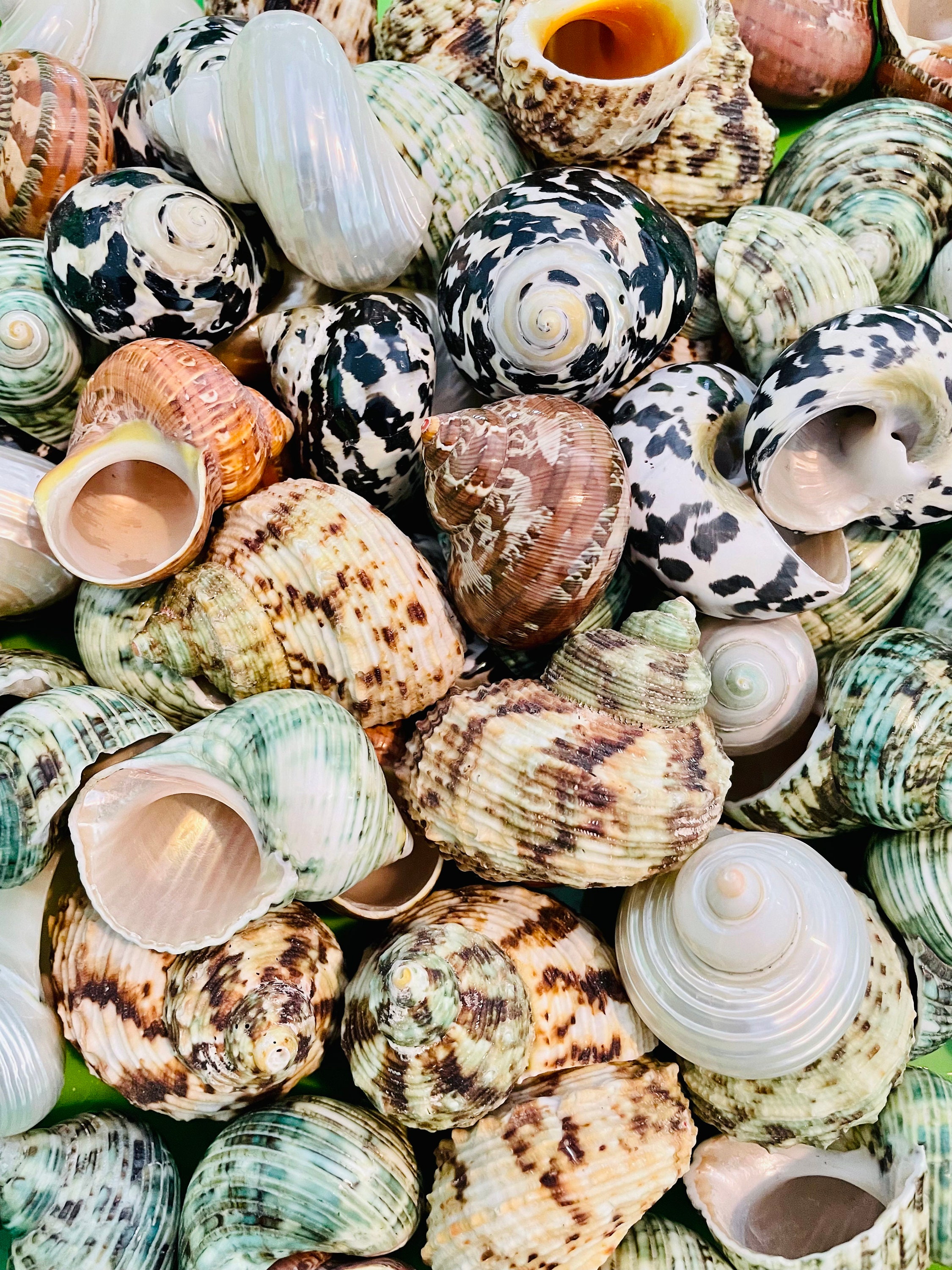 Turbo Shells (5pcs) M/L Hermit Crab Shells (6/8” - full 1” opening)