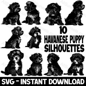 Havanese Puppy Silhouette SVG 10 Dog Vectors Bulk Pack Clipart para impressão sob demanda Uso comercial Sentado deitado Vista lateral Vista frontal
