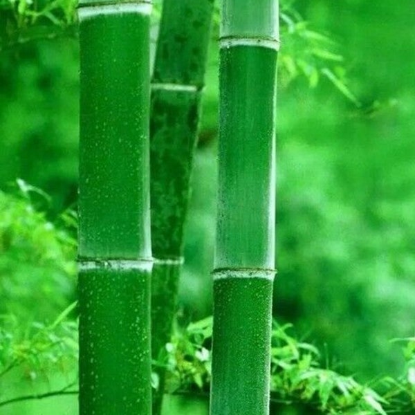 50 Green Bamboo Seeds