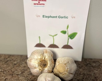 Elephant Garlic, Whole Bulbs. Plant cloves in your Home Garden to grow your own garlic and is ready for use in your culinary creations.