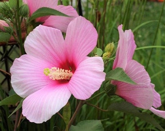 Rose Mallow Flower Seeds, Also know as Tree Mallow  "COOL BEANS N sprouts" Brand. Non-GMO. Home Gardening.