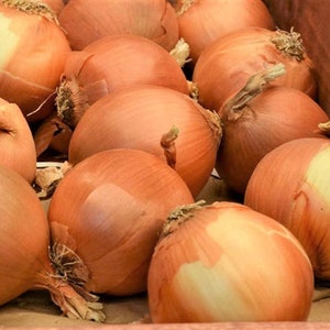 Onion Seeds,  Yellow Spanish Onion Seeds,&quot;COOL BEANS N sprouts&quot; Brand. Home Gardening.
