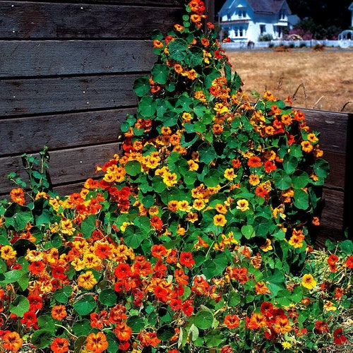 Nasturtium Flower Seeds , Nasturtium Tall Mix Flower Seeds, "COOL BEANS N sprouts" Brand. Home Gardening.