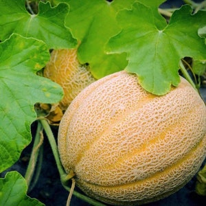Melon Seeds, Hales Best Jumbo Melon, Cantaloupe Seeds, "COOL BEANS N sprouts" Brand. Heirloom. Non-GMO. Home Gardening.
