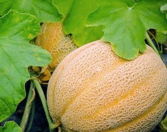 Melon Seeds, Hales Best Jumbo Melon, Cantaloupe Seeds, "COOL BEANS N sprouts" Brand. Heirloom. Non-GMO. Home Gardening.