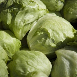 Lettuce Seed,  Iceberg Lettuce Seeds, &quot;COOL BEANS N sprouts&quot; Brand. Home Gardening.