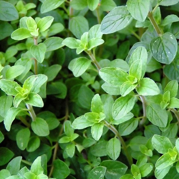 Oregano Herb Seeds, Oregano Seeds,"Cool Beans N SPROUST" Brand. Home Gardening.