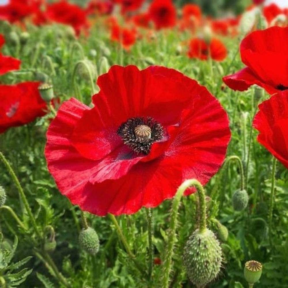 Poppy Flower Seeds Flanders Poppy Flower Seeds COOL Etsy