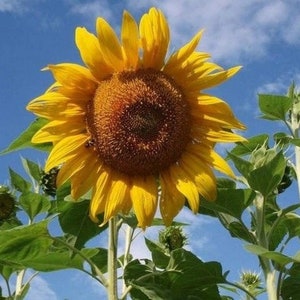 Sunflower Flower Seeds,  Mammoth Grey Stripe Sunflower Seeds, &quot;COOL BEANS N sprouts&quot; Brand. Non-GMO. Home Gardening.