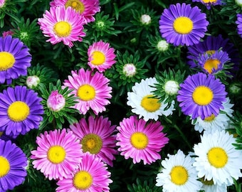 May include: A close-up of a variety of colorful aster flowers in bloom. The flowers are pink, purple, and white, and they are arranged in a cluster. The flowers are surrounded by green leaves.