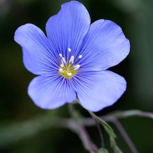 Flax Flower Seeds  Blue Flax Flower Seeds,"COOL BEANS N sprouts" Brand. Home Gardening.