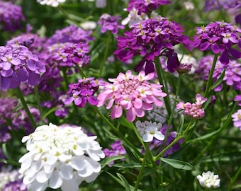 Candytuft Flower seeds    Candytuft Dwarf Fairy Mix Seeds,"COOL BEANS N sprouts" Brand. Home Gardening.