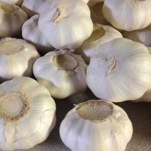 Garlic Bulbs, Whole, Sold by the Bulb, Ready for Planting or Preparing as a Great Flavoring for Any Dish. USA Business and Products.