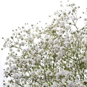 Baby's Breath Flower Seeds, "COOL BEANS N sprouts" Brand. Home Gardening.