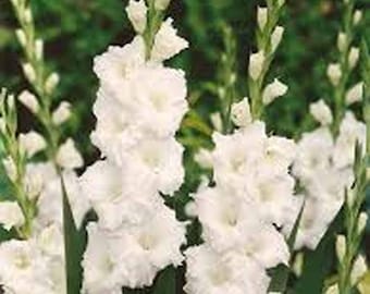 Gladiolus Flower Bulbs, White Gladiolus. Gladiolus Flower Bulbs for planting in your own home garden. COOL BEANS N SPROUTS brand.