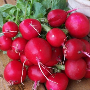 Radish Seeds ,  Champion Radish Seeds,"COOL BEANS N sprouts" Brand. Heirloom. Non-GMO. Home Gardening.