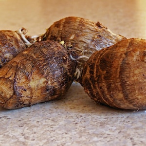 Taro Root , Whole Taro Roots, Taro root is a versatile plant, used as a starchy vegetable or as a perennial tropical ornamental plant .